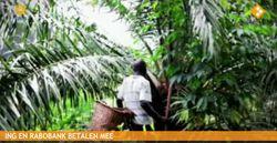 Medium_uganda palm oil